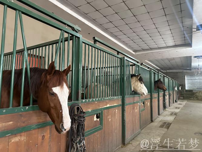 赛前探析——优良马匹与顶级马厩的完美配搭